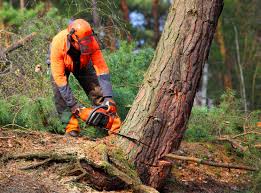 How Our Tree Care Process Works  in Taft Heights, CA